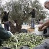 Palestijnse Fairtrade Olijven