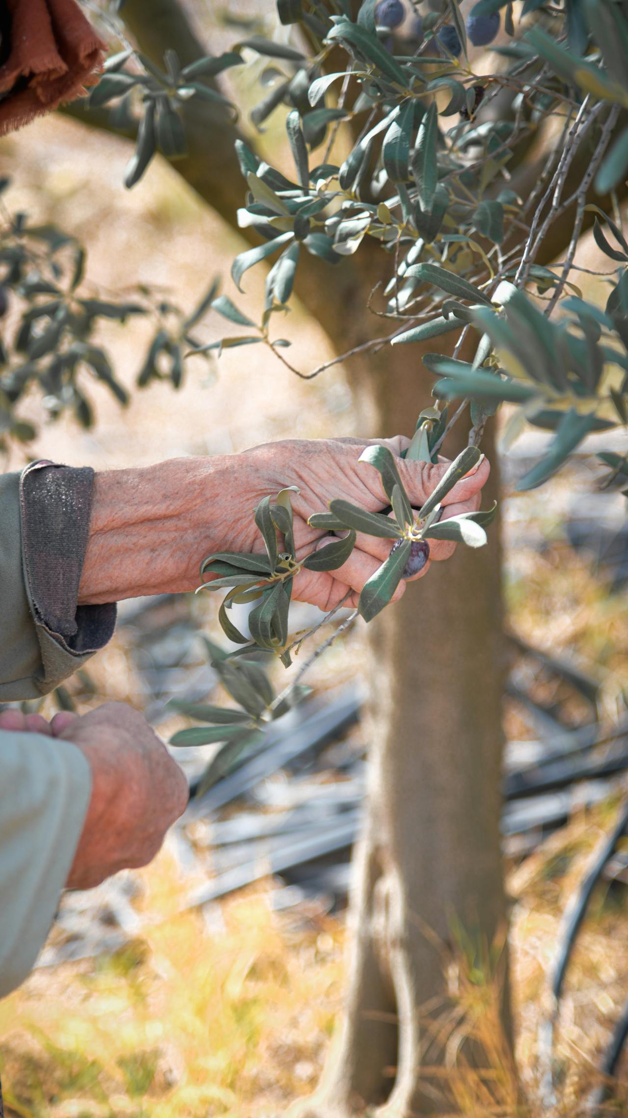 Close-up of olive tree branches with sunlit leaves and ripe olives in Greece.